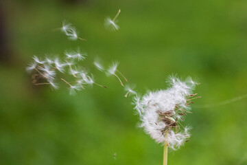 dandelion on green background in the grass, seed flying away, blowing wind