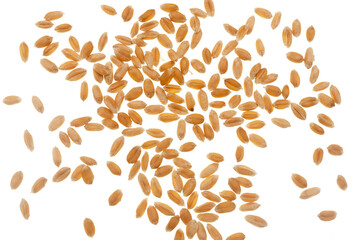 Wheat grain