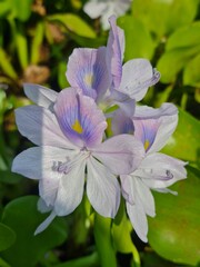 Fototapeta premium purple and white