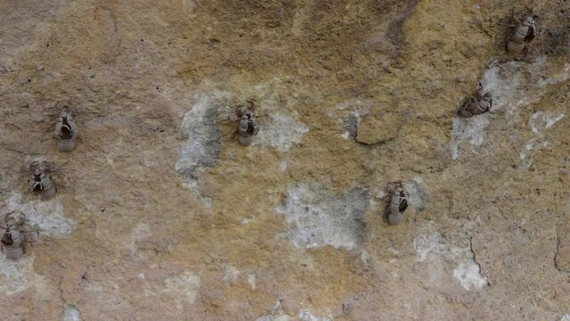 pan of empty cicada shells on a rock wall at dunns swamp in wollemi national park of nsw, australia
