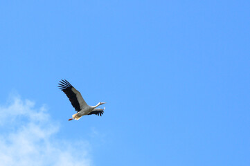 Stork flying in the blue sky