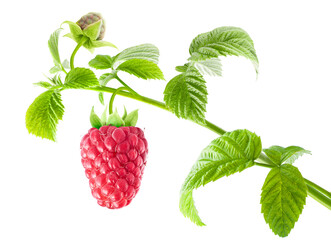 Raspberry on a branch with green leaves isolated on white background