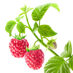 Two raspberries on a branch with green leaves isolated on white background