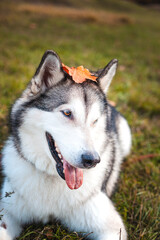 Naklejka na ściany i meble Husky dog with a fallen orange maple leaf on his head in the park in autumn