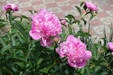 Vivid pink flowers of peonies in May
