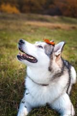 Husky dog with a fallen orange maple leaf on his head in the park in autumn