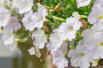 White petunia flower (Petunia hybrida),Blooming in the garden