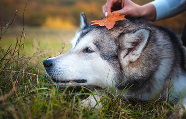 Husky dog with a fallen orange maple leaf on his head in the park in autumn