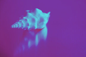 A white shell on pink background toned