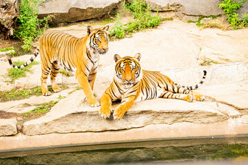 calm Tiger 