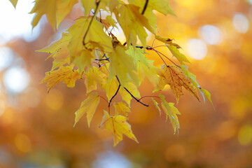 Naklejka na ściany i meble Fall colors with a tree and table