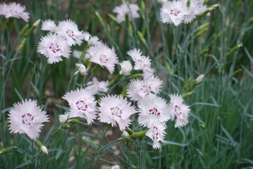 Pink flowers of Dianthus deltoides in May
