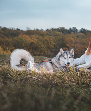 Husky dog on the grass in the park in autumn