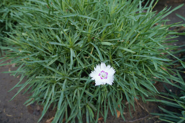 Single white flower of Dianthus deltoides in July