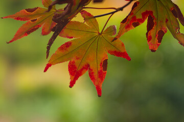 Glorius leaf colours in Sheffield Park in Autumn