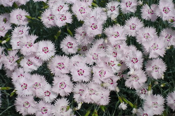 Top view of light pink flowers of Dianthus deltoides in May