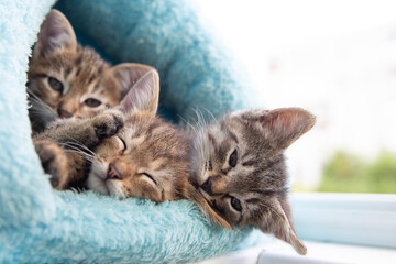 Fototapeta na wymiar Three shorthaired tabby kittens sleep in a blue soft house