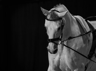 Gray horse in amunition