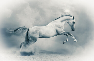 Plakat silver-white stallion in the dust