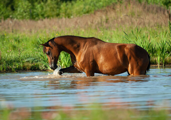 Beautiful arabian horse in sunrise in water