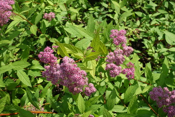 Green leaves and pink flowers of Japanese meadowsweet in June