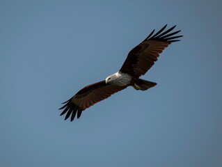 A red backed sea Eagle flying in the blue sky and looking and hunting prey