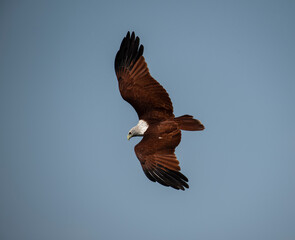 A red backed sea Eagle flying in the blue sky and looking and hunting prey