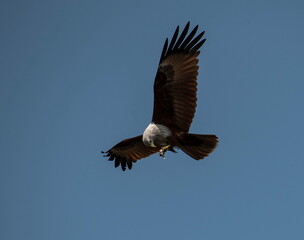 A red backed sea Eagle flying in the blue sky and looking and hunting prey