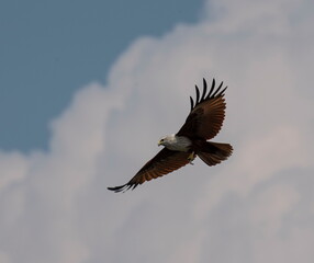 A red backed sea Eagle flying in the blue sky and looking and hunting prey