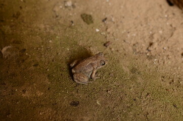 frog on the ground