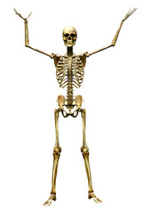 3D Rendering Human Skeleton on White