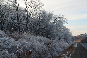 Winter forest in the evening, nature and landscape in winter, ice on tree branches, frozen forest covered with snow
