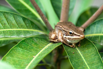 tree frog type was on leaf, Bandung Indonesia