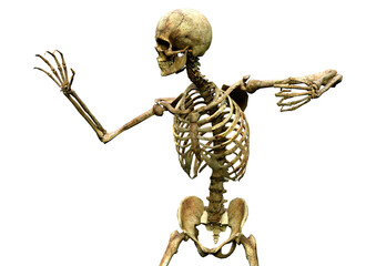 3D Rendering Human Skeleton on White