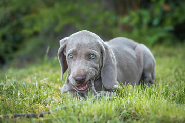 Portrait of cute weimaraner puppy dog breed at the park being playful.
