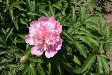 Foliage and one pink flower of common peony in mid May