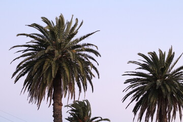 palm trees