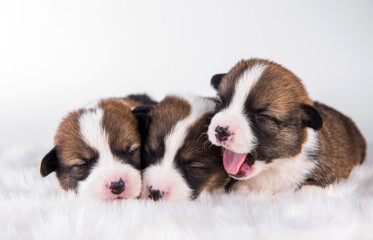 Pembroke Welsh Corgi pembroke puppies on white