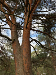 tree in the forest