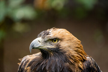 portrait of an eagle hawk