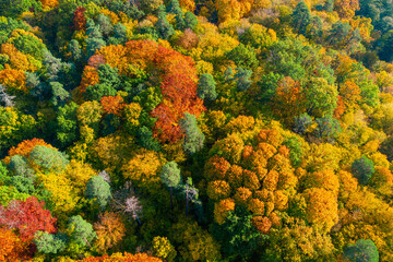 Naklejka na ściany i meble Aerial view of color autumn forest