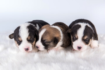 Pembroke Welsh Corgi pembroke puppies on white