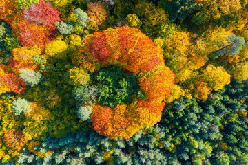 Aerial top down view of vibrant colorful autumn forest