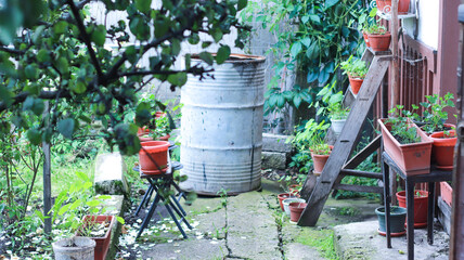 Obraz premium water barrel in the garden
