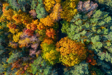 Fototapeta na wymiar Aerial view of color autumn forest