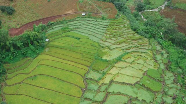 Rice Terraces in Doi inthanon national park in chiang Mai province, Thailand