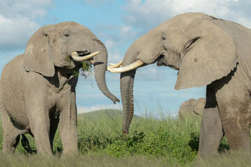 Fototapeta na wymiar Two African elephant (Loxodonta africana) bull fighting for dominance, Amboseli national park, Kenya.
