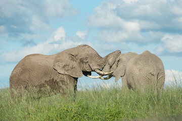 Naklejka na ściany i meble Two African elephant (Loxodonta africana) bull fighting for dominance, Amboseli national park, Kenya.