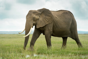 Naklejka na ściany i meble African elephant (Loxodonta africana) walking on savanna, Amboseli national park, Kenya.