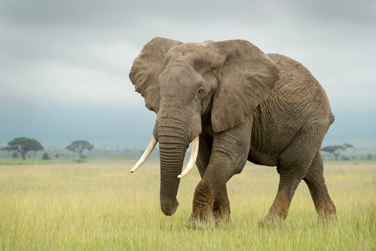 African elephant (Loxodonta africana) bull walking on savanna, looking at camera, Amboseli national park, Kenya. - Powered by Adobe